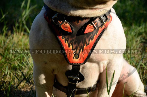 American Bulldog leather harness with comfy chest plate
