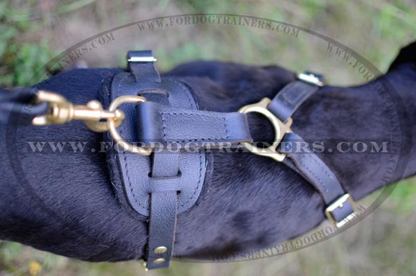 Rust proof brass hardware for tracking leather Pitbull harness