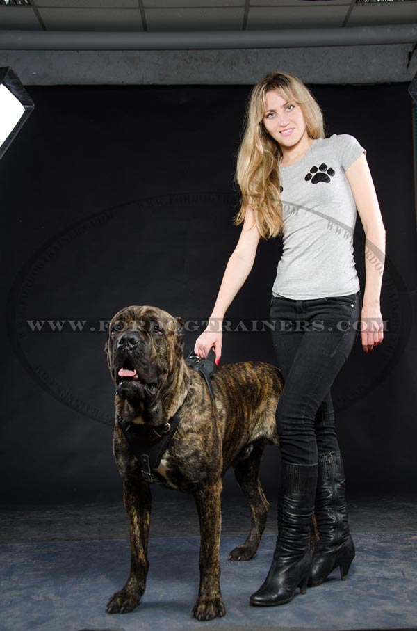 Cane Corso Training Harness