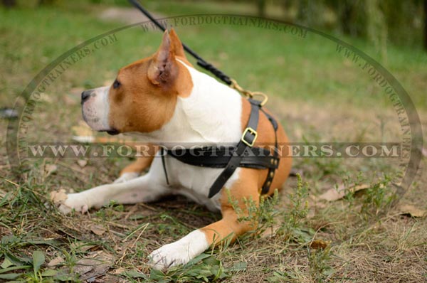 Durable Amstaff Harness for Pulling