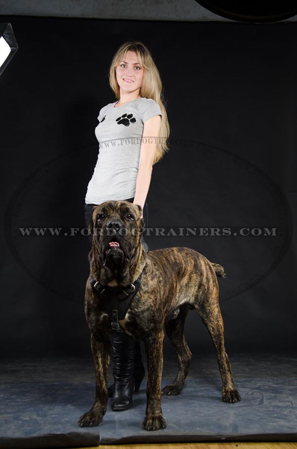 Perfect Cane Corso Harness with adjustable straps