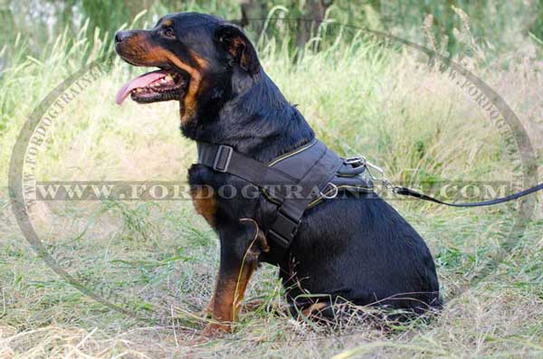 Rottweiler Harness with side rings for pulling