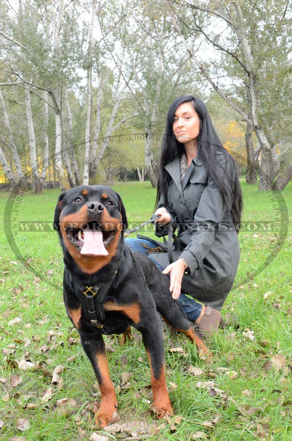 Rottweiler Dog Training Harness Absolute Quality and Comfort