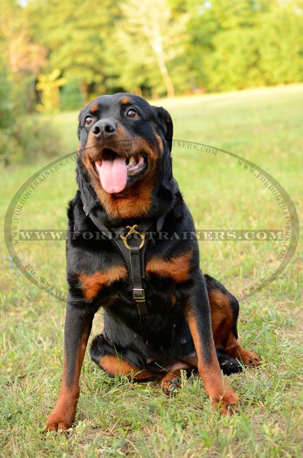 Rottweiler dog harness for easy tracking