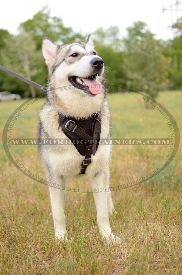 Training Leather Siberian Husky Harness