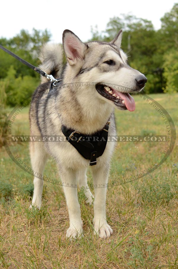 Walking Leather Siberian Husky Harness
