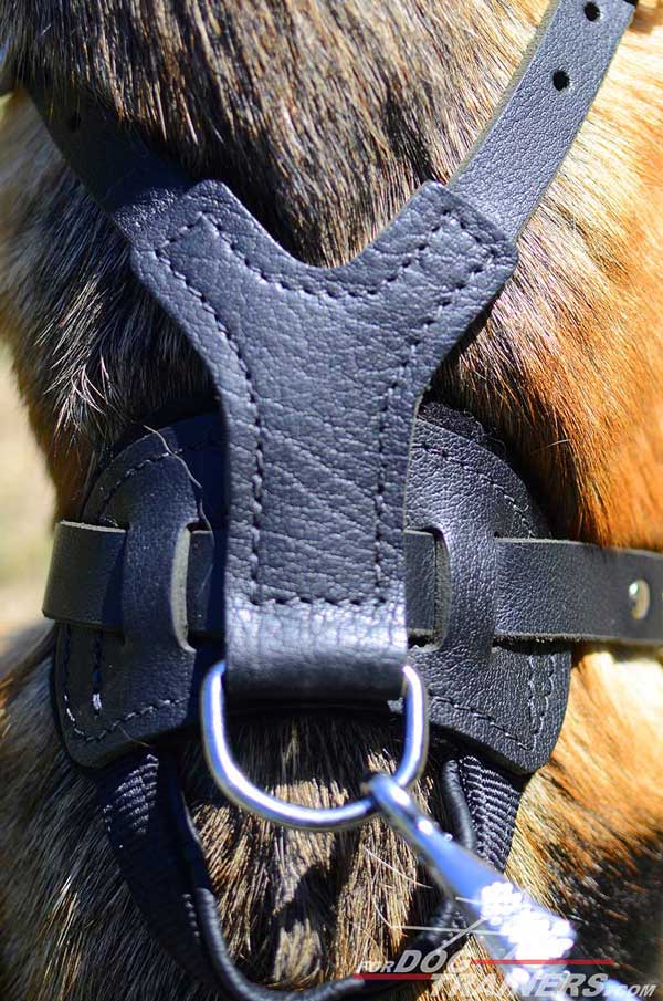 Nickel Plated D-Ring on Leather German Shepherd Harness 
