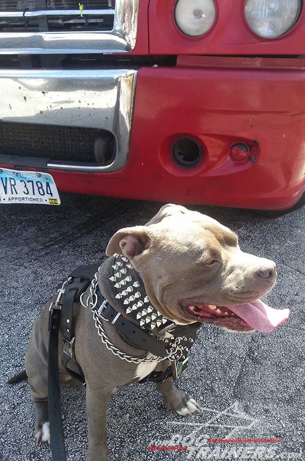 Wide padded chest plate with nickel spikes for Pitbull harness