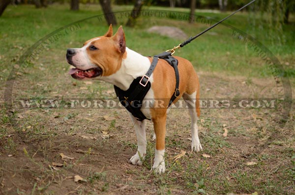 Agitation Leather Staffordshire Terrier Harness Training Dog Supply