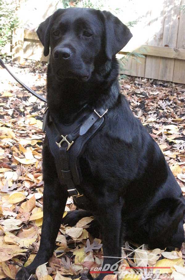 Easy adjustable leather Labrador harness for snug fit