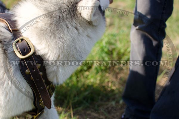 Reliable leather Siberian Husky harness with brass buckles