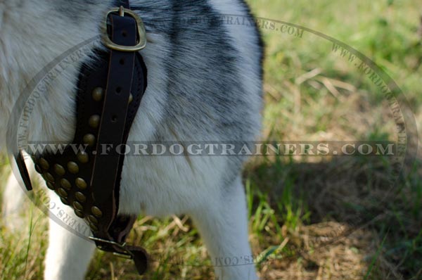 Thick felt padded Siberian Husky harness with brass studs