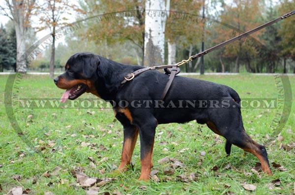 Leather tracking Rottweiler harness