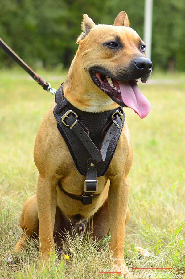Durable walking leather Pitbull harness with reliable fittings