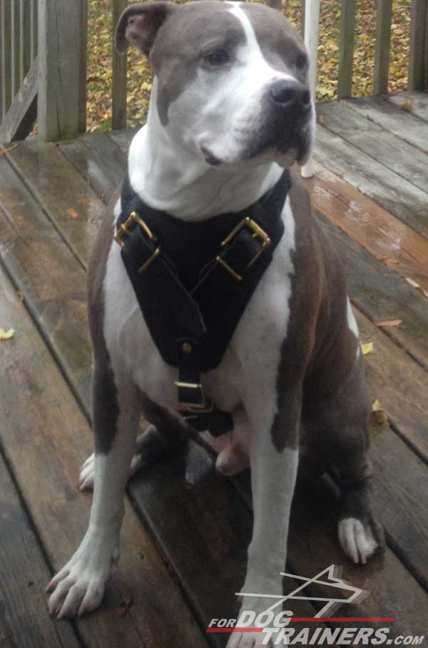 Extra wide padded chest plate for leather Pitbull harness