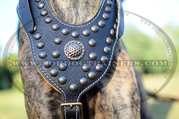 Luxury medallion and studs for walking Great Dane harness