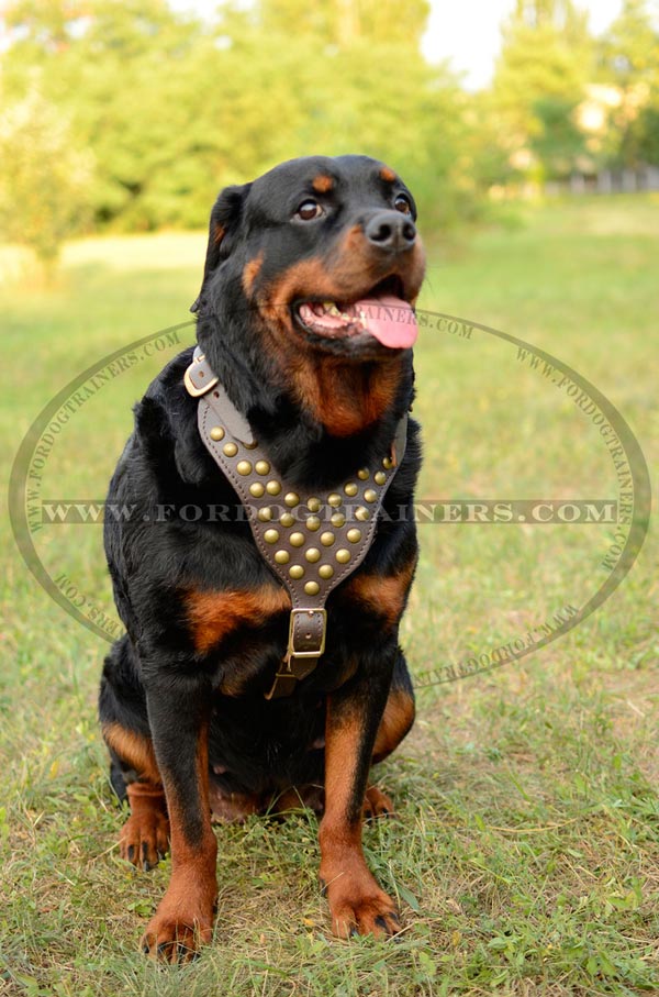 Dog harness studded with chest plate