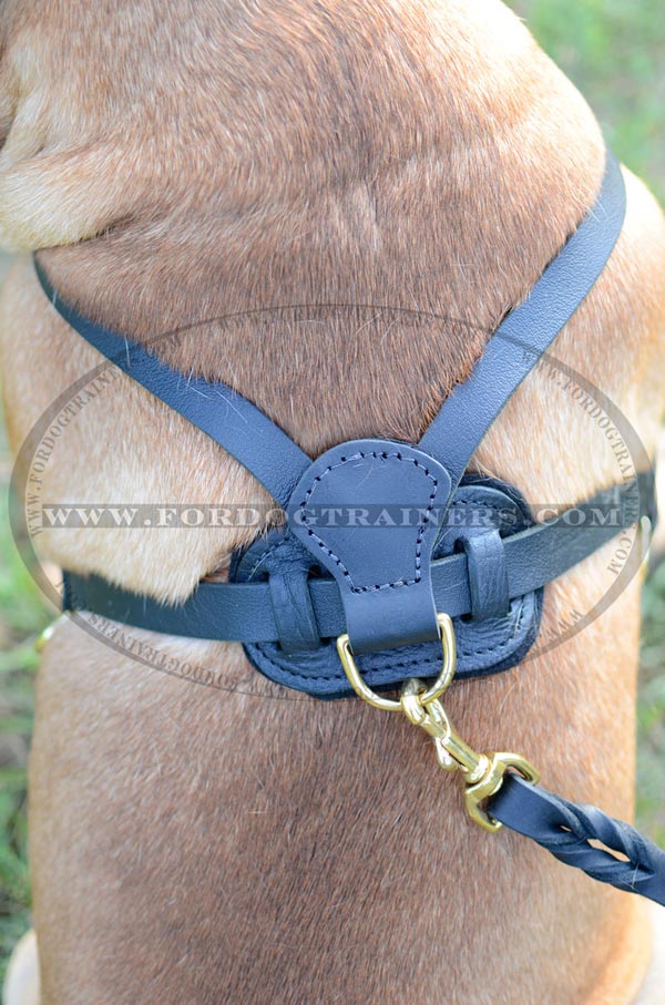Padded Back Plate of Leather Bullmastiff Harness