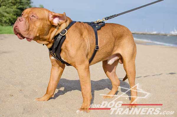 Agitation dog harness padded for Dogue-de-Bordeaux training
