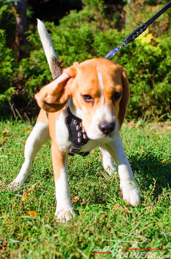 Beagle Harness Black Leather with Spikes for Walking