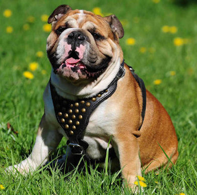 English Bulldog Dog Harness with Studs - Leather dog harness for British Bulldog