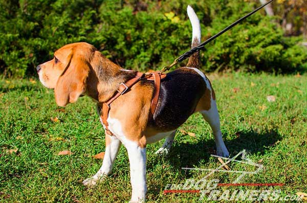 Beagle Harness Lightweight Tan Leather Absolutely Comfortable