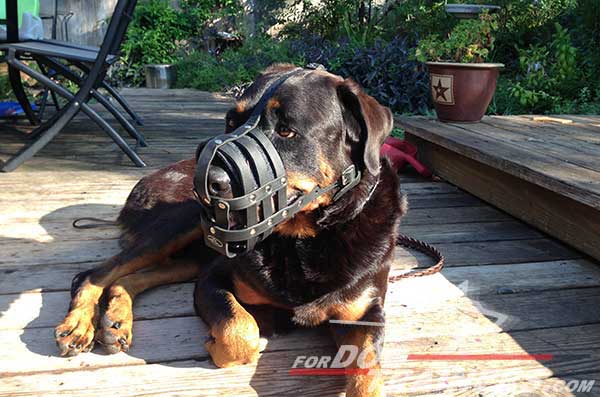 Easy to adjust Rottweiler muzzle