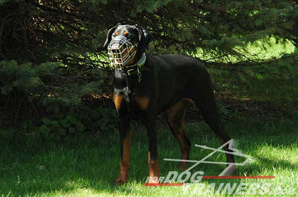 Strong Wire Cage Muzzle for Doberman walking