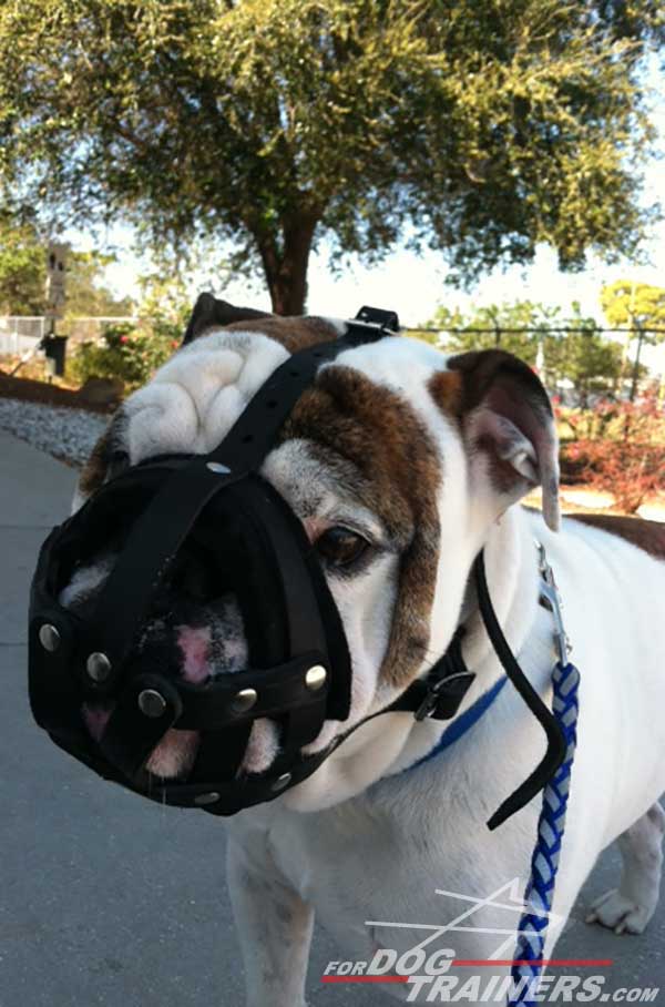 Walking Leather Cage English Bulldog Muzzle