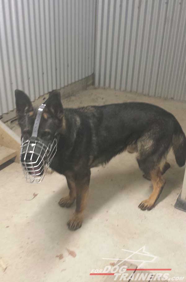 Training Leather and Wire Cage German Shepherd Muzzle