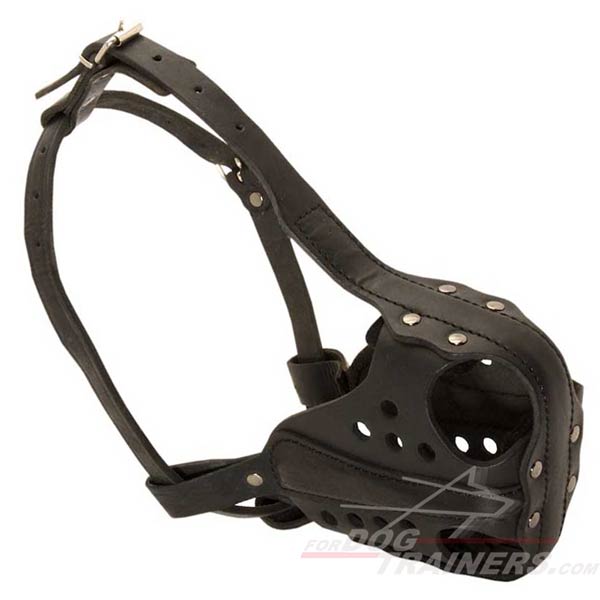 New Cane Corso leather dog muzzle