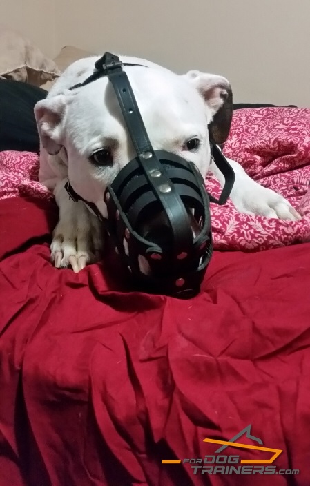 Lightweight Leather Basket Muzzle for Pitbull