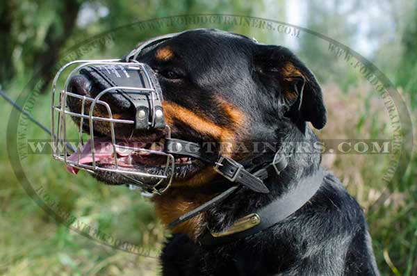 Wire cage muzzle for Rottweiler Walking