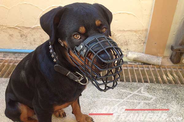 Rottweiler dog muzzle for winter and cold weather