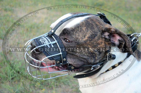 American Bulldog Muzzle for Training and walking