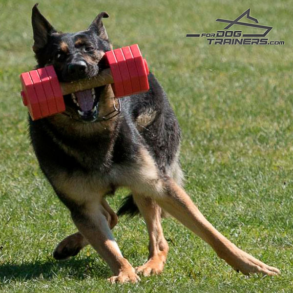 get ready for Schutzhund with Dog Dumbbell