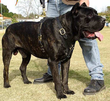 luxury leather dog harness for cane corso