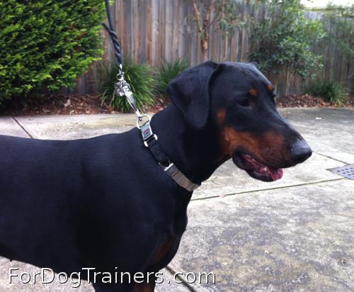 Doberman hot sale prong collar