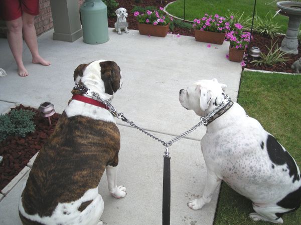 2 dog leash