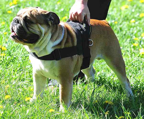 bulldog dog harness