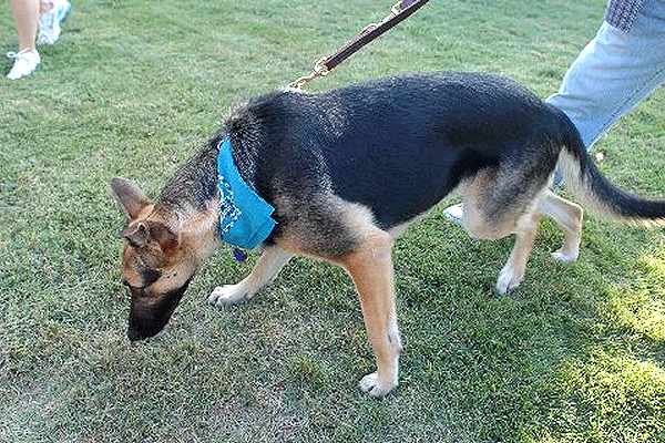 german shepherd dog leash