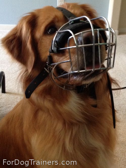 golden retriever muzzle