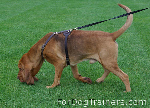 Best harness sale for bloodhounds