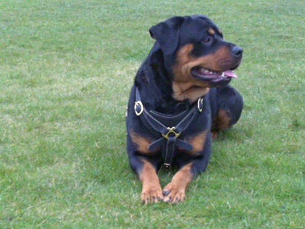 rottweiler dog chain