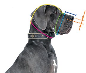 Muzzle Sizing  Diagram