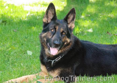 prong collar on german shepherd