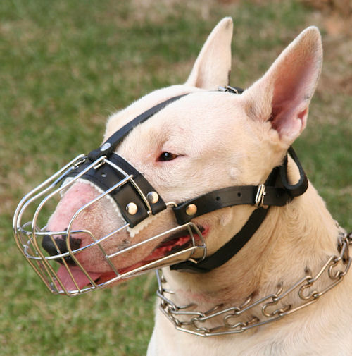 Bull terrier sale muzzle australia