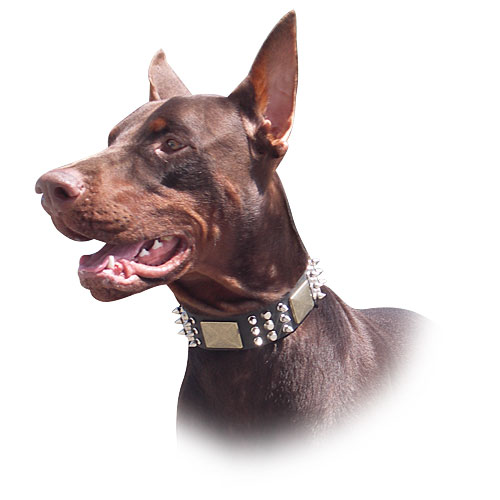 Doberman 2024 prong collar