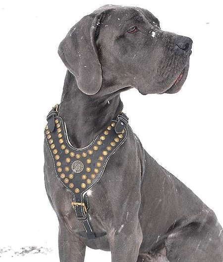 Best harness for a great dane best sale