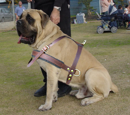 Extra large dog harness for mastiff best sale